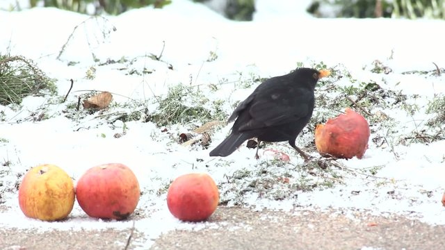 Vogel Dromel bei der Futtersuche