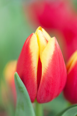 チューリップの花