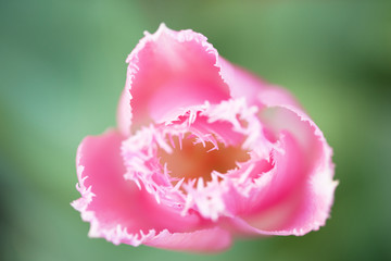 チューリップの花