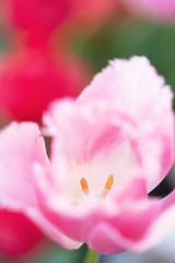 Fototapeta na wymiar Tulip Flower