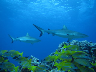 Obraz premium Requin gris