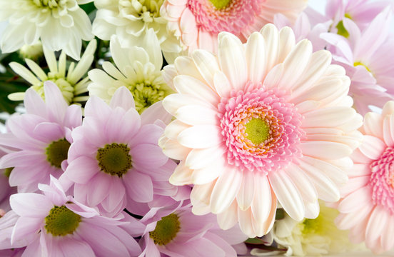 Pink Gerbera