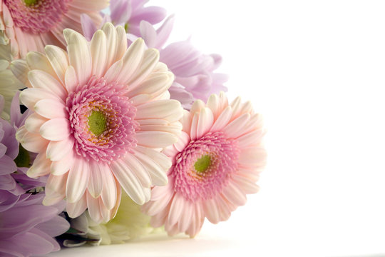 Pink Gerberas