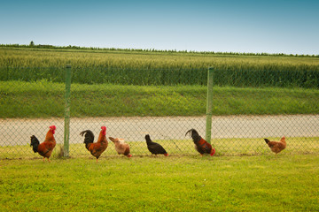 roosters and hens in a row