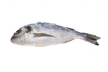Fresh raw dorada