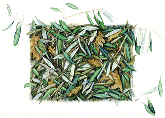 foglie di olivo - Olea europaea
