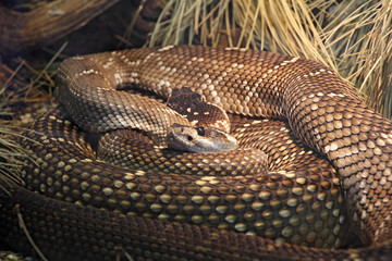 Black tailed rattlesnake