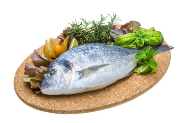 Fresh raw dorada