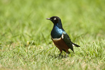 Superb Starling
