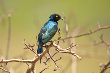 Superb Starling on a Branch