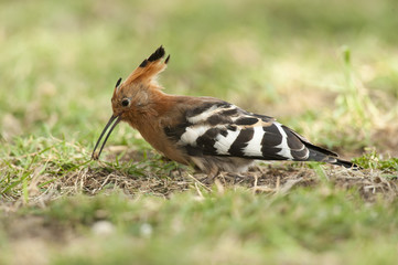 Hoopoe  catching an insect