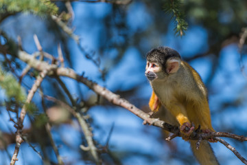 Petit singe jaune saïmiri à tête noire