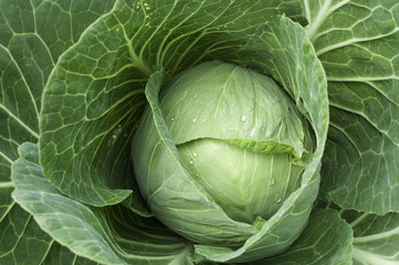 Fototapeta premium Green cabbage in a garden