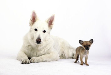 Chihuahua und Schäferhund
