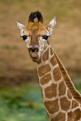 Rothschild giraffe (Giraffa camelopardalis rothschildi)