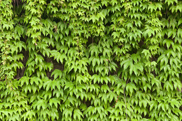 Ivy walls