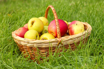 basket of fresh ripe apples in garden on green grass
