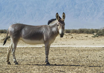 Naklejka na ściany i meble Osioł somalijski (Equus africanus) w rezerwat przyrody w pobliżu Eilat