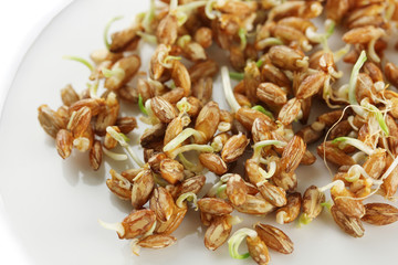Wheat germs, close up