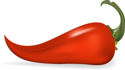Red hot chili pepper, vector illustration