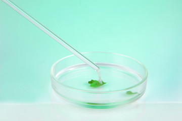 Chemical research in Petri dish on light green background