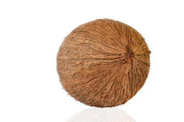 Coconut - Tropical Fruit
