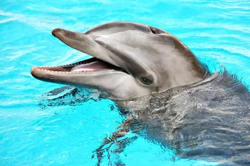 Foto auf Leinwand Friendly dolphin © Kalim