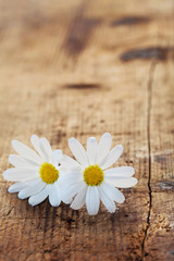 Flowers on a Wooden Background