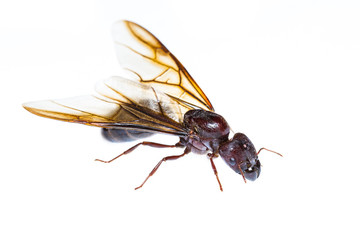 Isolated black queen ant