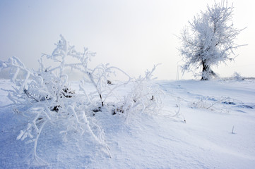 Trees in frost and landscape in snow