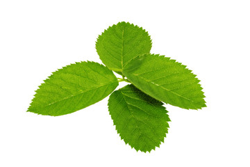 Four  green leaf isolated on white background .