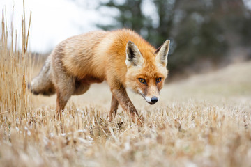 red fox