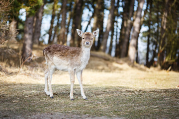 young fallow deer