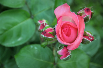 Rose bud