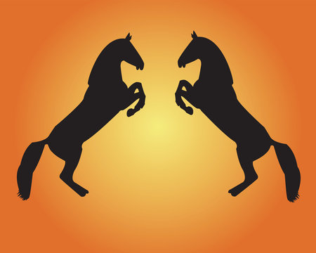 two horses