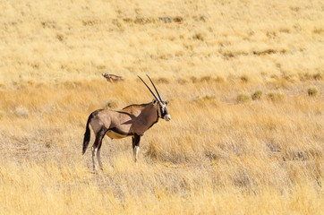 Oryx (Oryx gazella) in a desert landscape