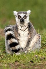 Lemur