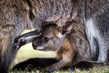 Crédence de cuisine en verre imprimé Kangourou bébé wallaby