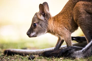 Papier Peint photo Lavable Kangourou bébé wallaby