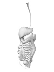 Conceptual human organs anatomy