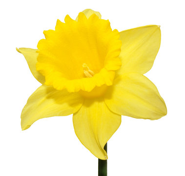 Daffodil Flower On White