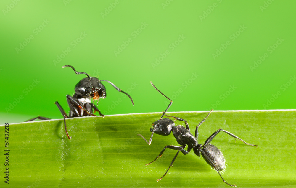 Wall mural Ants meeting on grass