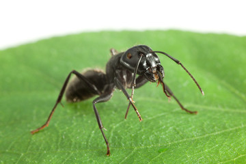 Ant standing on green leaf