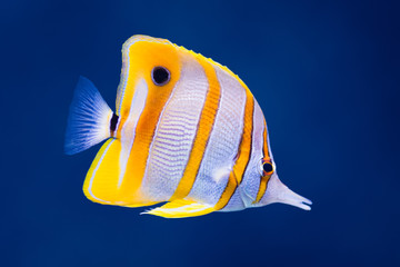 Copperband butterfly fish