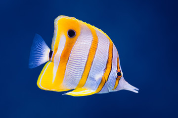 Naklejka premium Copperband butterfly fish
