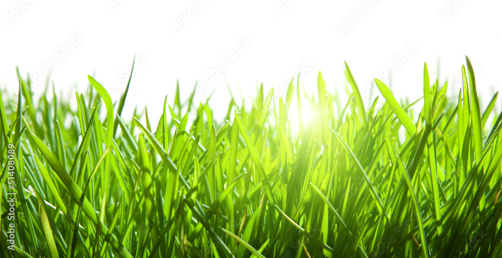 Wall mural green grass isolated on white