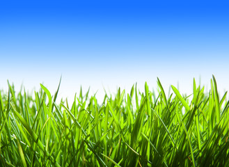 green grass and blue sky
