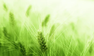 Rolgordijnen Wheat field © Iakov Kalinin