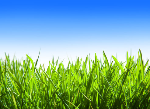 green grass and blue sky