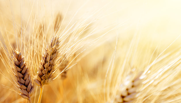 Fototapeta Wheat field